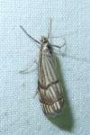 Chrysocrambus linetella