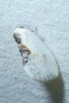 Cilix glaucata/hispanica