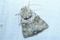 Hecatera dysodea