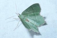 Hemithea aestivaria