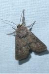 Hoplodrina octogenaria
