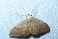 Idaea aversata