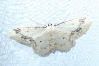 Idaea trigeminata