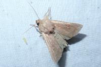 Mythimna ferrago