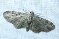 Pasiphila rectangulata