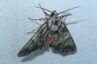 Polyphaenis sericata