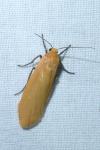 Wittia sororcula