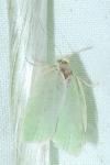 Tortrix viridana
