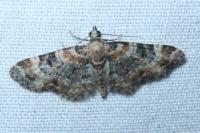 Eupithecia pulchellata