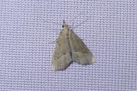 Schrankia taenialis