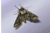 Allophyes oxyacanthae