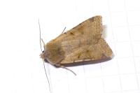 Agrochola lychnidis