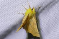 Ennomos alniaria