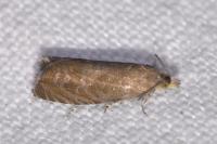 Dichrorampha senectana