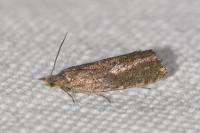 Dichrorampha senectana