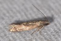 Stomopteryx lusitaniella