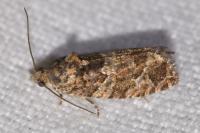Eudemis profundana