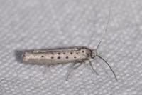 Yponomeuta sedella