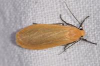 Wittia sororcula