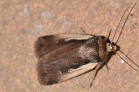 Ochropleura plecta