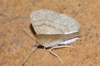 Cabera exanthemata
