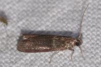 Cryptoblabes bistriga
