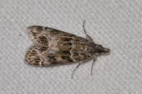 Eudonia mercurella