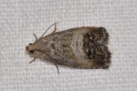 Cydia splendana