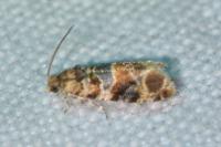 Lobesia botrana/reliquana