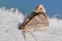 Xanthorhoe ferrugata