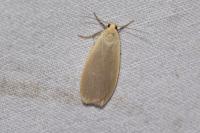 Collita griseola
