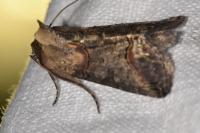 Abrostola triplasia