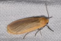 Katha depressa
