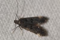 Dichomeris alacella