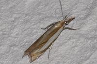 Crambus pascuella