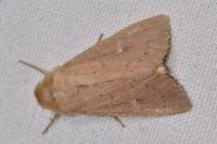 Mythimna ferrago