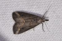 Schrankia costaestrigalis