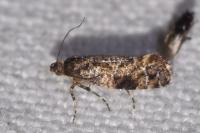 Acrolepia autumnitella
