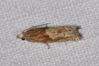 Eucosma hohenwartiana