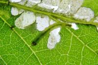 Cosmopterix zieglerella