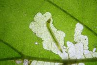 Cosmopterix zieglerella