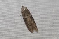 Blastobasis glandulella