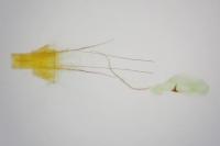 Blastobasis glandulella