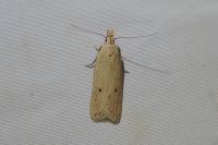 Nothris verbascella