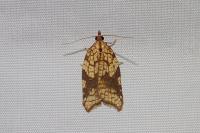 Acleris rhombana