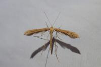 Emmelina monodactyla