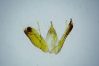 Emmelina monodactyla
