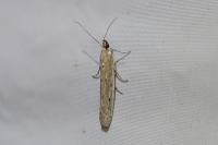 Homoeosoma nebulellum