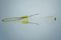 Homoeosoma nebulellum