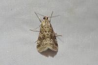 Hellula undalis